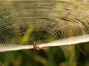 Khai thác tơ nhện: Chặng đường gian nan 